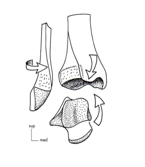 Malléole latérale Captur33