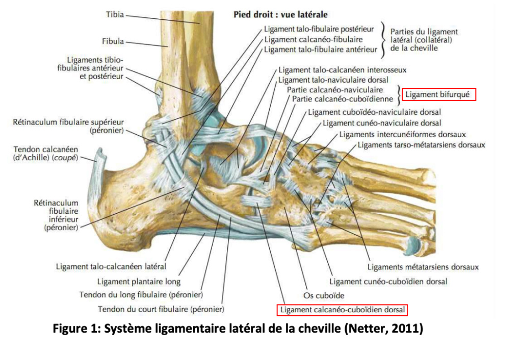 ligament calcanéo cuboïdien Captur67