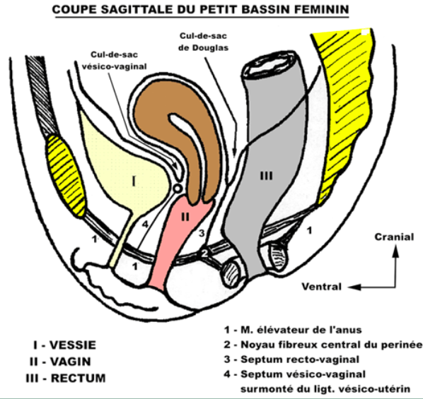 BdQCM - Topographie pelvienne - QCM 9 Captur71