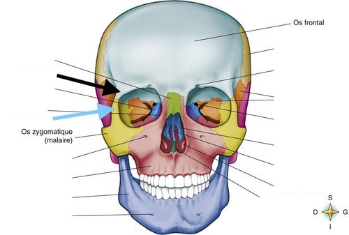 Processus frontal de l'os zygomatique/processus zygomatique de l'os frontal  Face10