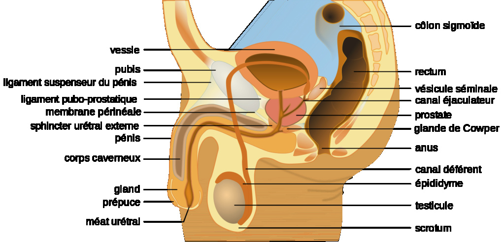 question 7 - spé med Male10