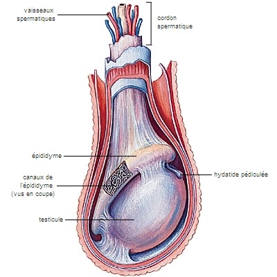 Rapport anatomique Zopidi10