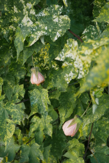 *abutil* - Abutilon pictum 'Thompsoni' Abutil13