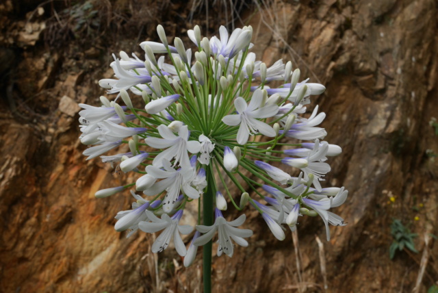 Agapanthus praecox subsp.orientalis 'Queen Mum' Agapan13