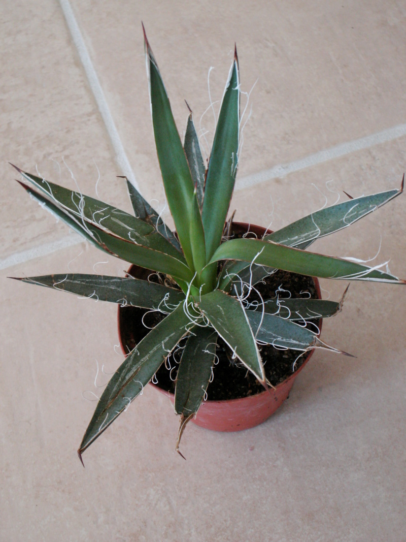Agave filifera Agave_28