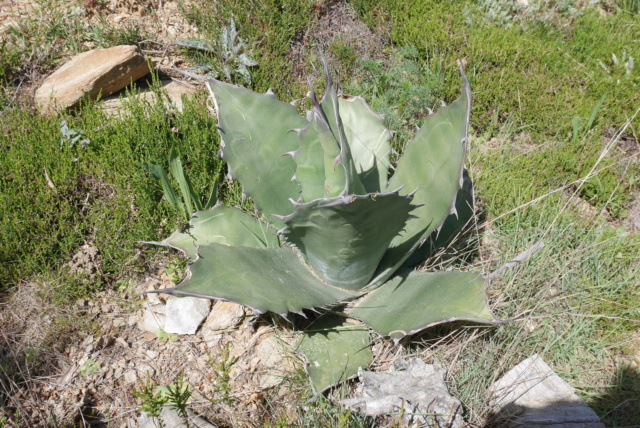 Agave salmiana var. ferox  - Page 2 Agave_30