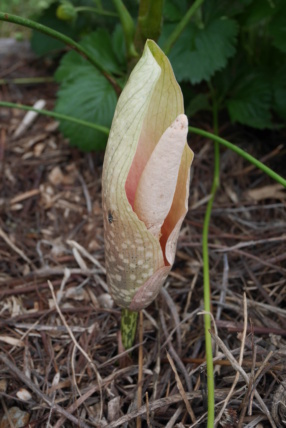 Amorphophallus bulbifer Amorph12