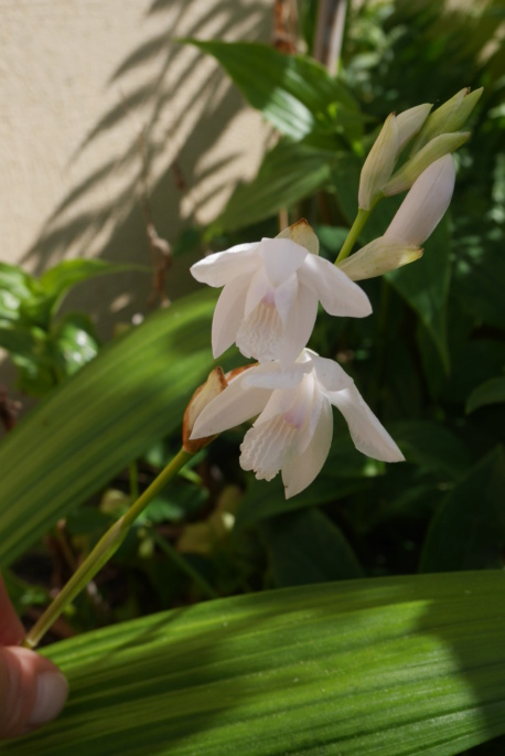 Bletilla striata - orchidée du Japon - Page 5 Bletil13