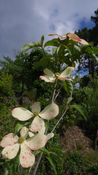 Cornus capitata - cornouiller de l'Himalaya - Page 2 Cornus19