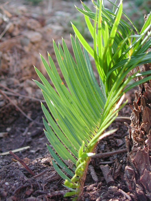 hivernage des plantes - Page 3 Cycas_16