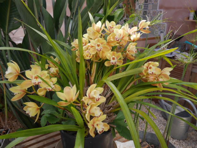 Orchidées - Floraisons du moment 2020 Cymbid10
