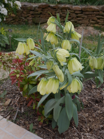 Fritillaria pallidiflora Fritil11