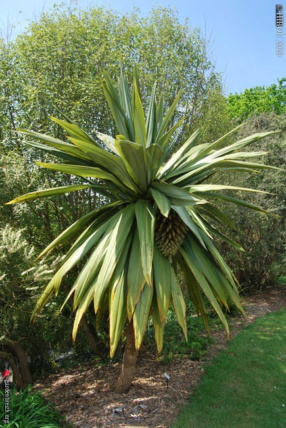 Cordyline indivisa Gbpix_14