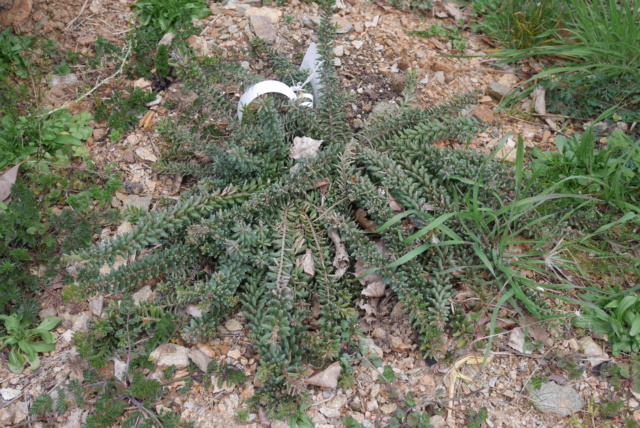 Grevillea lanigera 'Mount Tamboritha' Grevil12