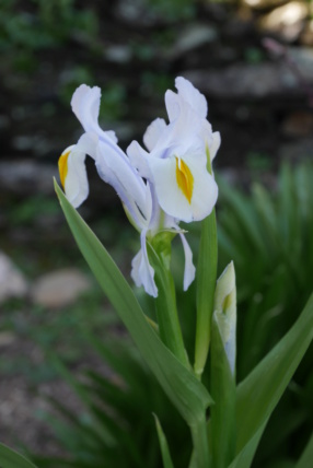 Iris magnifica Iris_m10