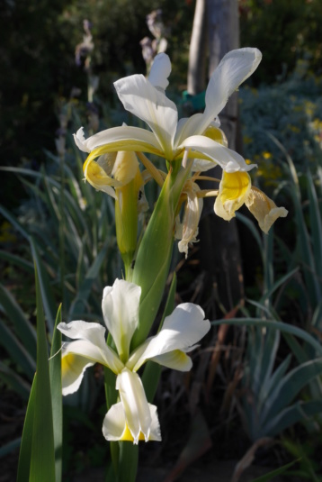 Iris orientalis (= Iris spuria ssp. ochroleuca) - Page 2 Iris_o10