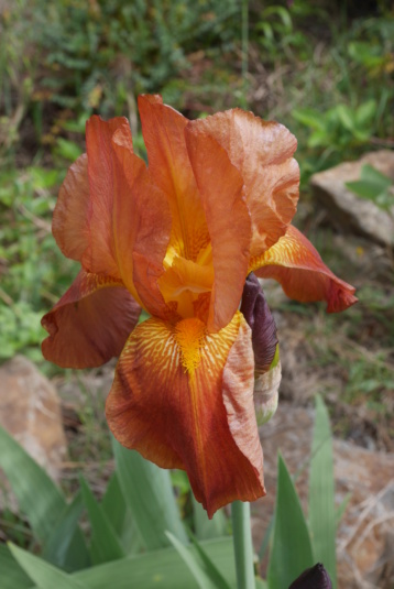 Iris 'Casa Morena' (4 Cugan) [identification] Iris_t30