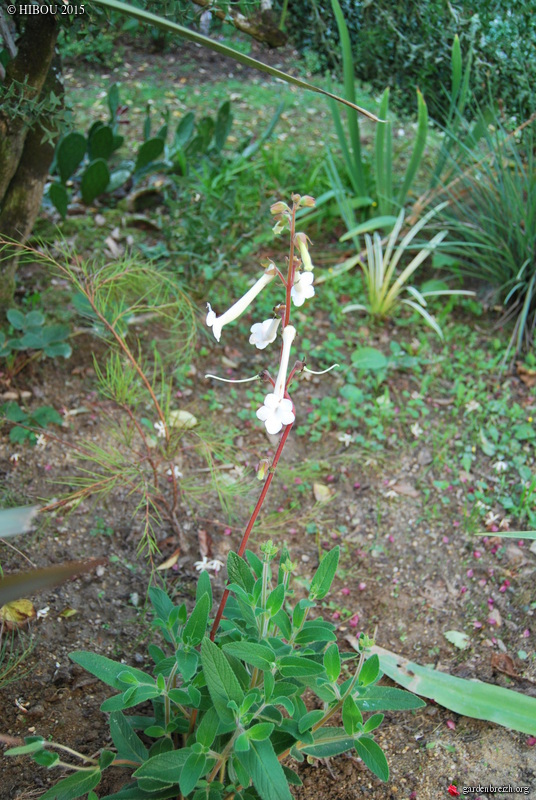 Sinningia tubiflora Kawan-13