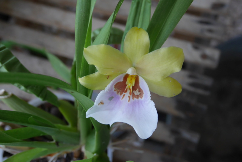 Orchidées - Floraisons du moment 2020 P1020815