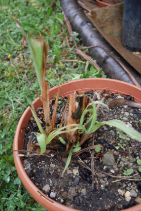 Cymbopogon citratus - citronnelle P1030516