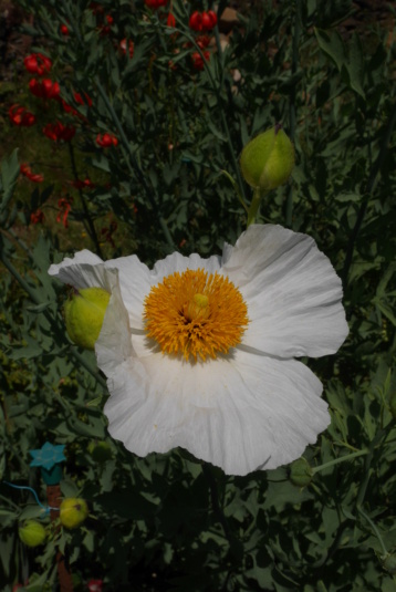 Romneya coulteri - Page 4 P1030714