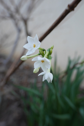 Narcissus papyraceus - narcisse papyracé P1040228