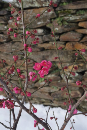 Fleurs du froid P1050120