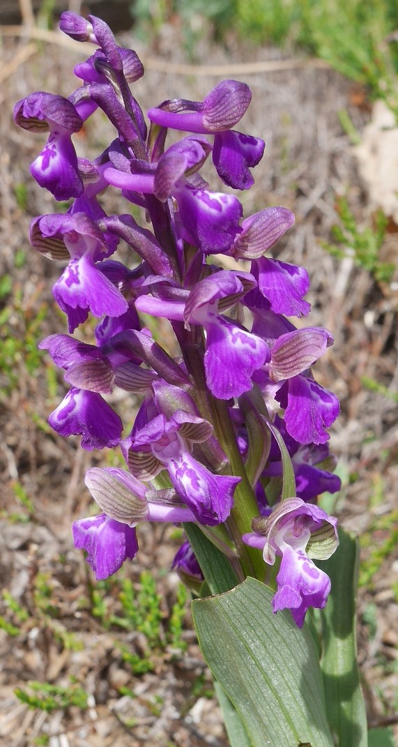 Identification orchidée P1050313