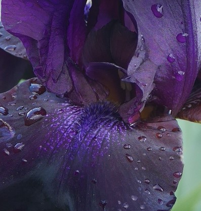 Cugan-self violet presque noir-'Superstition' [Identification] P1050518