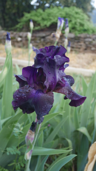 Cugan-self violet presque noir-'Superstition' [Identification] P1050519