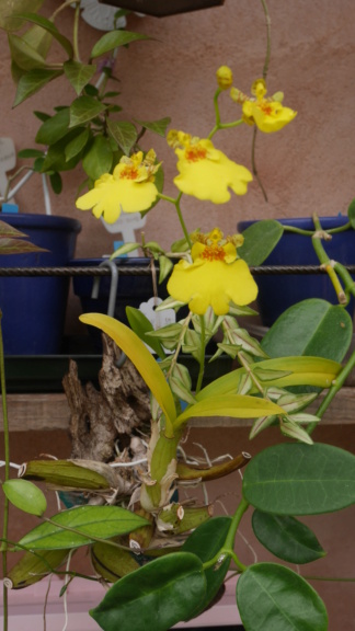 Orchidées - Floraisons du moment 2023 P1050817