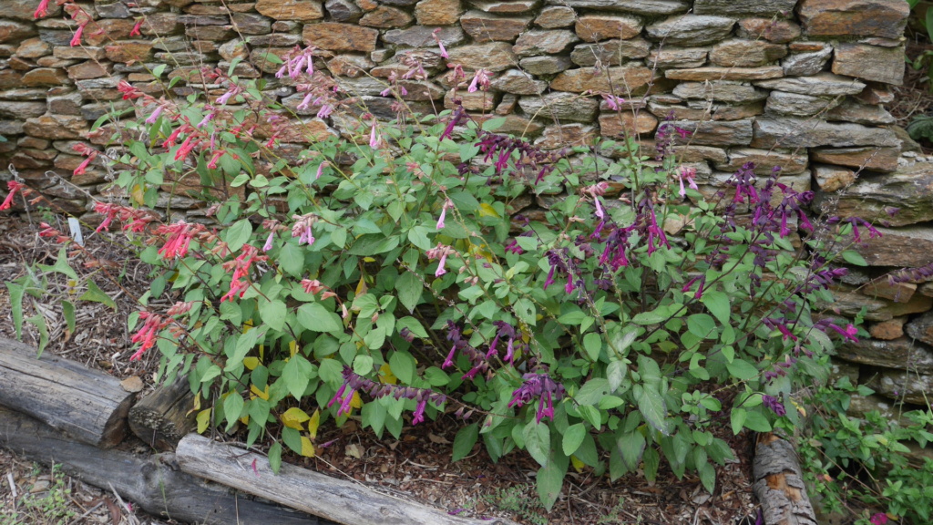 Salvia - Floraisons du moment 2024 P1060411