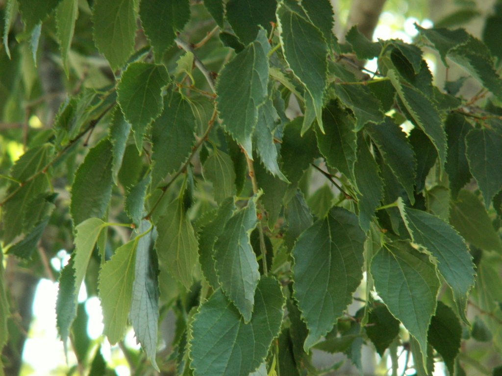 Celtis occidentalis - micocoulier occidental Pict3310