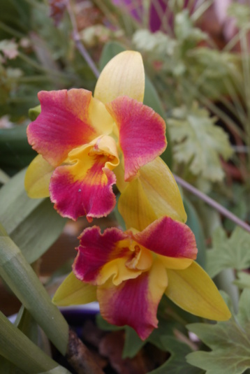 Orchidées - Floraisons du moment 2020 Potina10