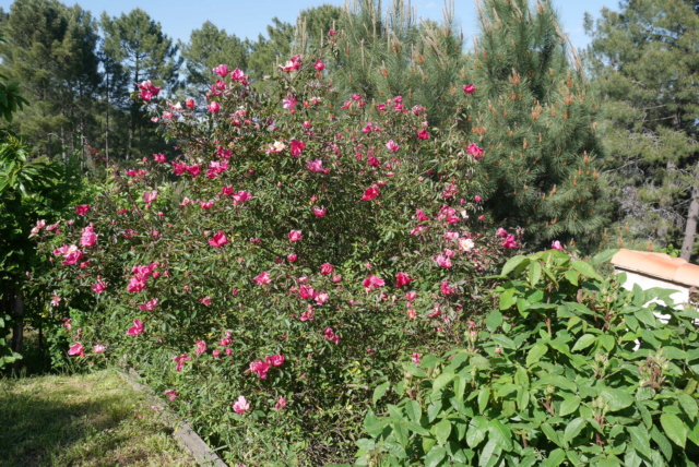 Rosa chinensis mutabilis - Page 2 Rosa_c12