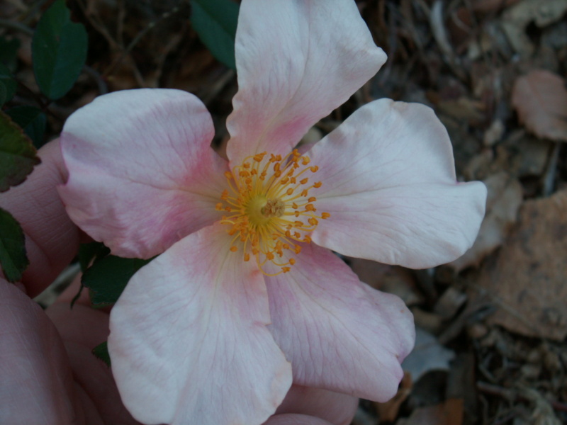 Rosa chinensis mutabilis Rosa_c18