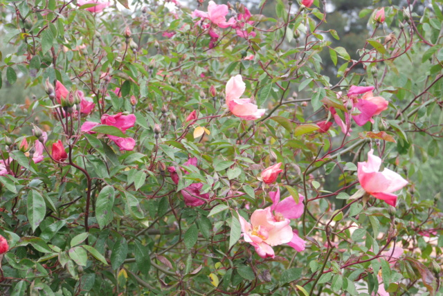 Tous ces rosiers que l'on aime - floraisons 2023 Rosa_c22