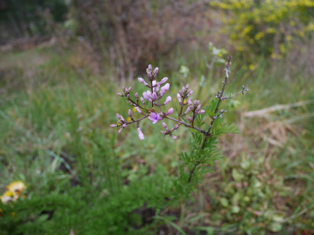 Syringa protolaciniata (syn Syringa persica) et espèces voisines Syring10