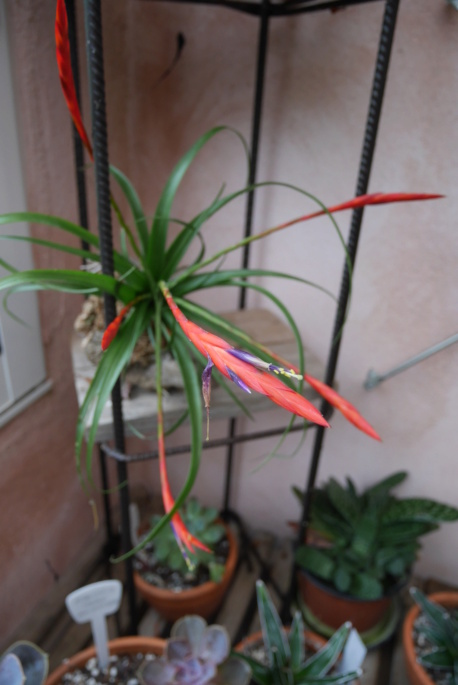 Tillandsia flabellata  Tillan10