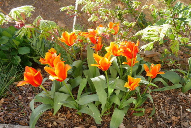 Festival de floraisons - Page 3 Tulipa12