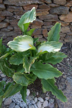 Zantedeschia aethiopica - arum d'Ethiopie Zanted13