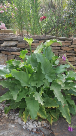 Zantedeschia aethiopica - arum d'Ethiopie - Page 3 Zanted15