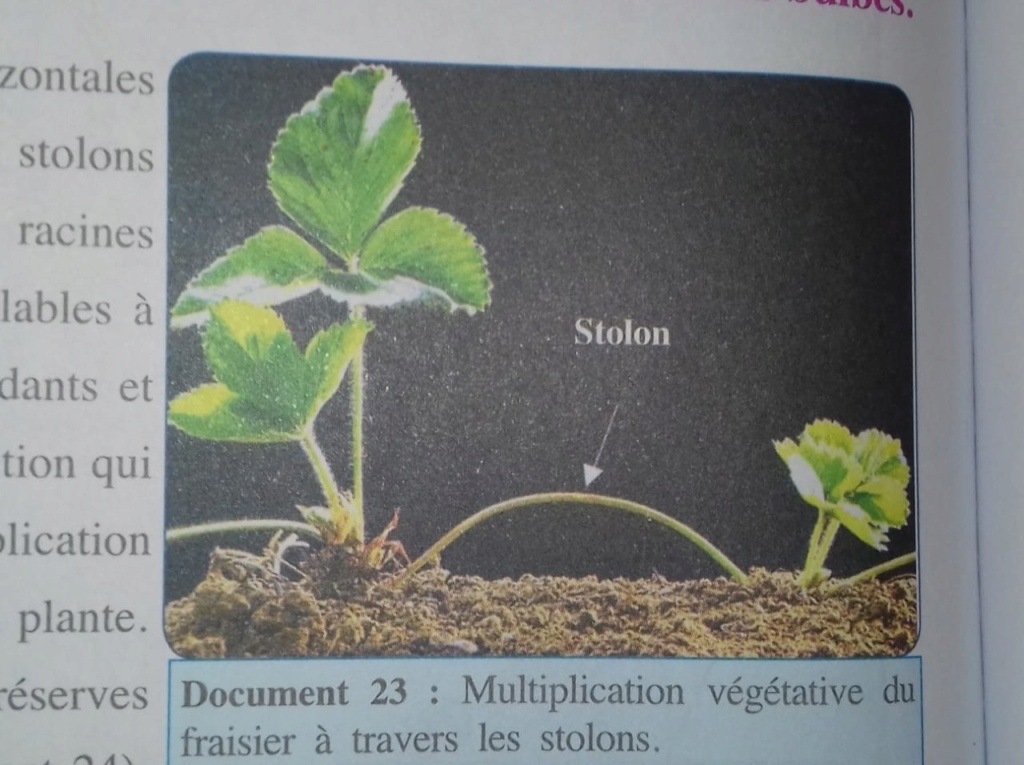 د la multiplication végétative   Whats337