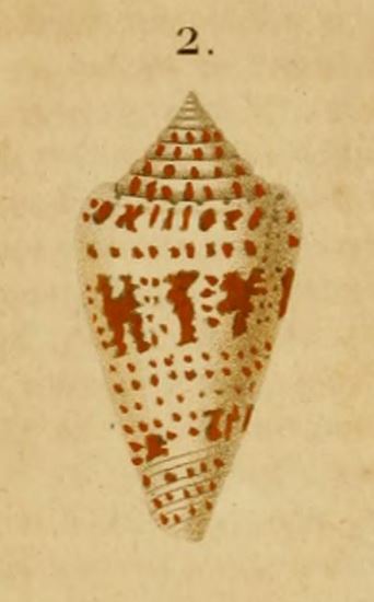 Conus (Cylinder) archiepiscopus scriptus  Sowerby II, 1858 Conus_10