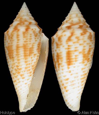 Conus deperditus - C23 conus ? Conus_13