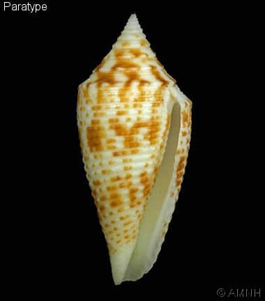 Conus deperditus - C23 conus ? Conus_15