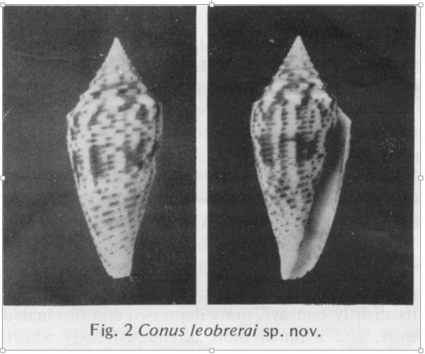Conus deperditus - C23 conus ? Leobre10
