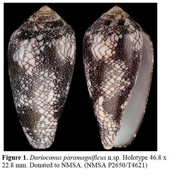 Conus (Darioconus) paramagnificus Aiken, 2023 - présentation et discussion Parama11