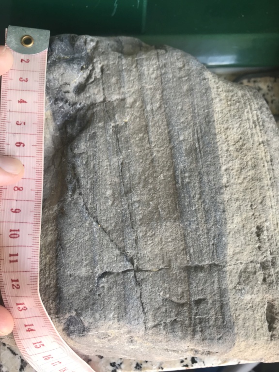 Ayuda identificación fósil  F3308b10