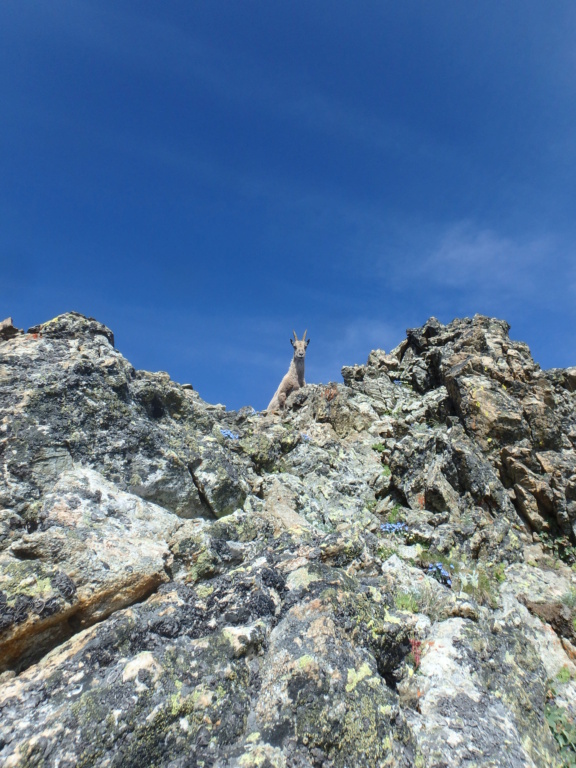 Traversée des arrêtes : du Mont Clapier jusqu'au Gélas  610